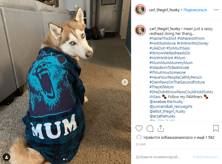 Top Husky Hashtags to Get Your Favorite Pet Explored 2022 • OneTwoStream!