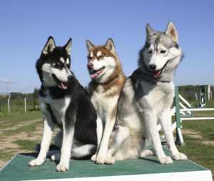 Top Husky Hashtags to Get Your Favorite Pet Explored 2022