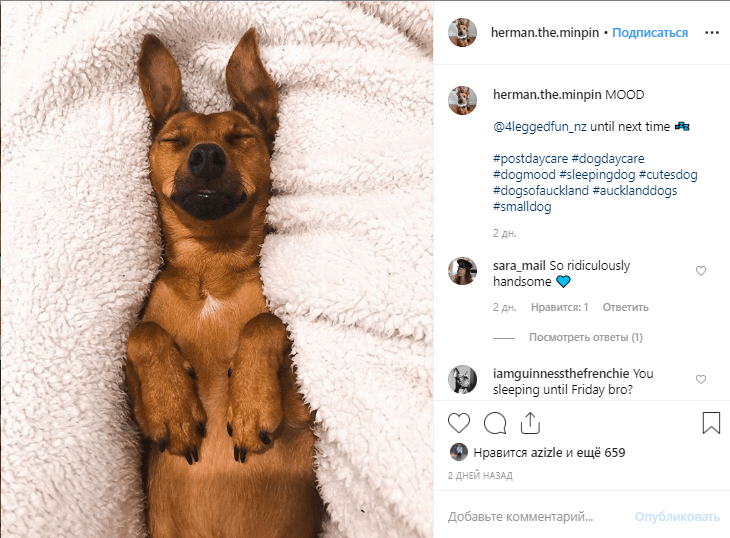 Best Dog Hashtags to Get On the Explore Page 2022 • OneTwoStream!