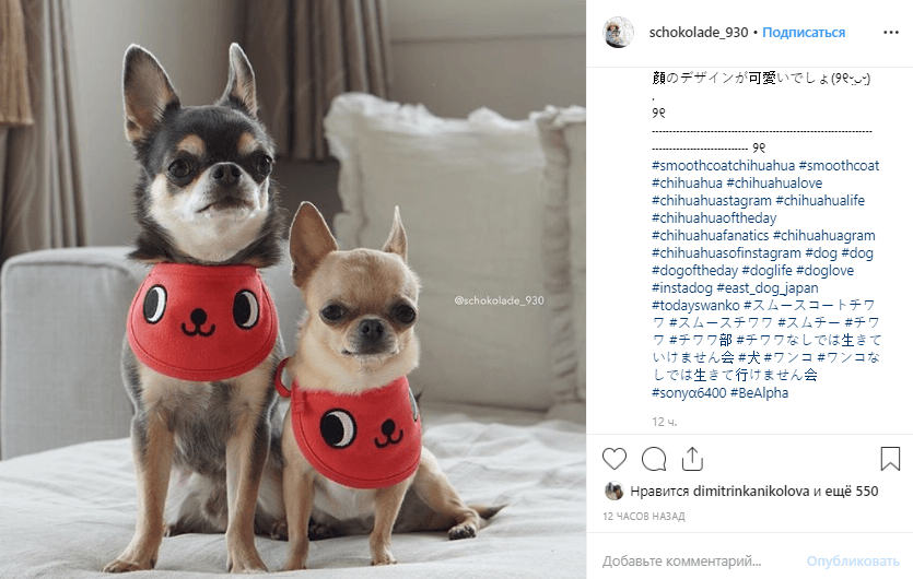 Best Dog Hashtags to Get On the Explore Page 2022 • OneTwoStream!
